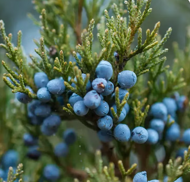 Juniper Breeze Natural Goat Milk Soap